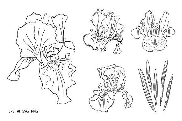 Elegant Iris Flowers Set Graphic: A Versatile Digital Asset for Modern Creatives